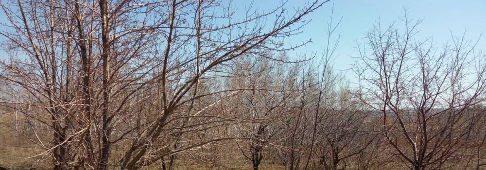 Земельный участок, 40 соток Емельяново - изображение 1