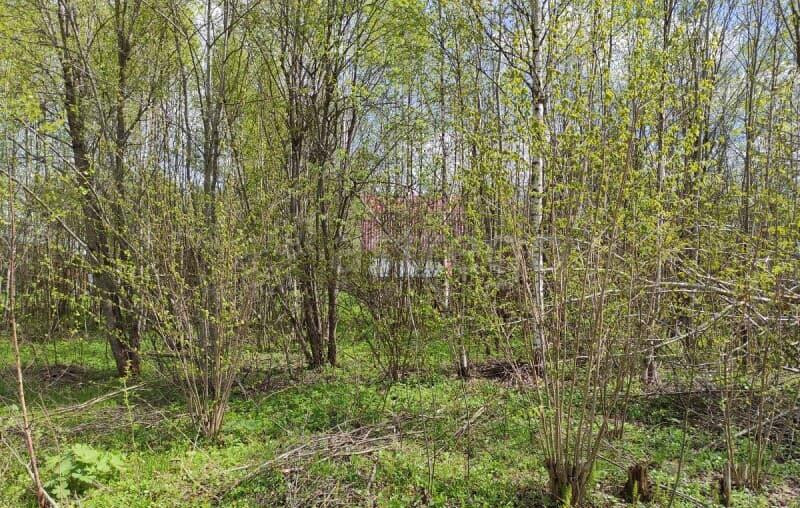 Земельный участок, 10 соток Волоколамск - изображение 4