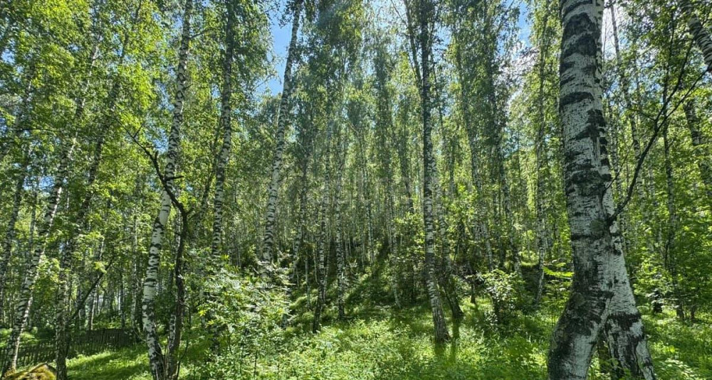 Земельный участок, 22 сотки Алтайское - изображение 2