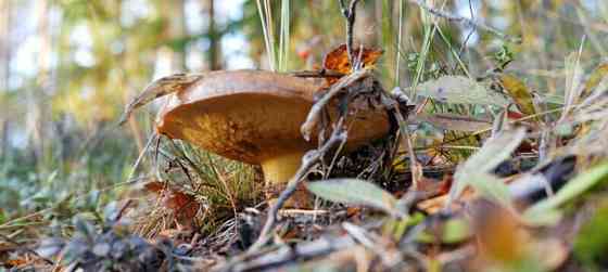 Земля под ИЖС, 8.5 сотки Павловский Посад