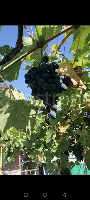 Продам дом, 69 м2, ИЖС участок 4 сот. Саки - изображение 4