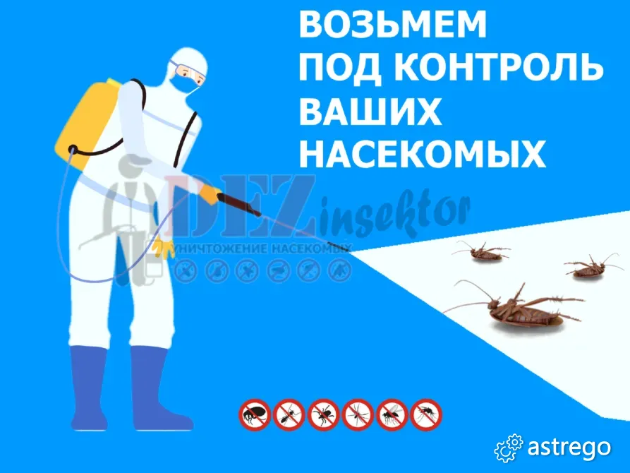 Уничтожение Тараканов, клопов и других Насекомых. Дезинсекция. Краснодар - изображение 2