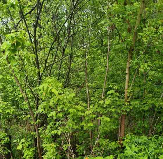 Земельный участок, 18.6 сотки Шатура