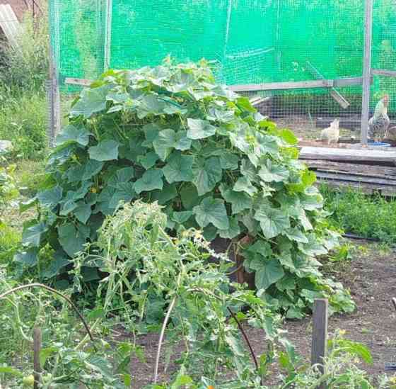 Дом, 65.6 м2, 10 соток, 1 эт. Балахта