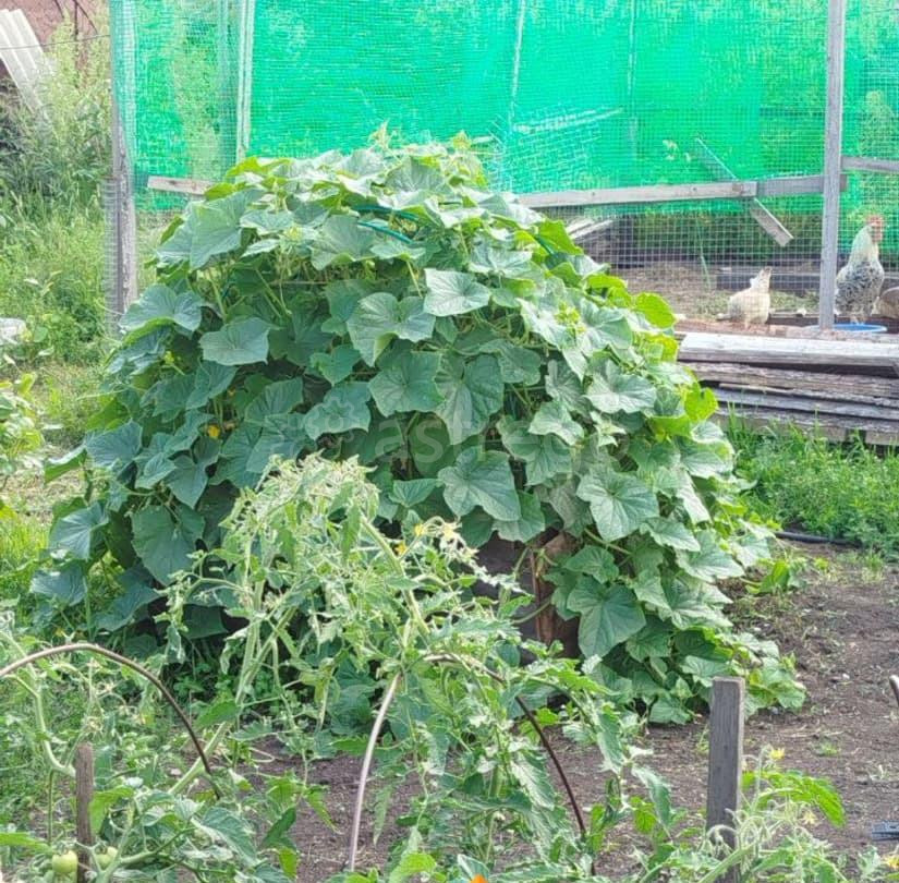 Дом, 65.6 м2, 10 соток, 1 эт. Балахта - изображение 6