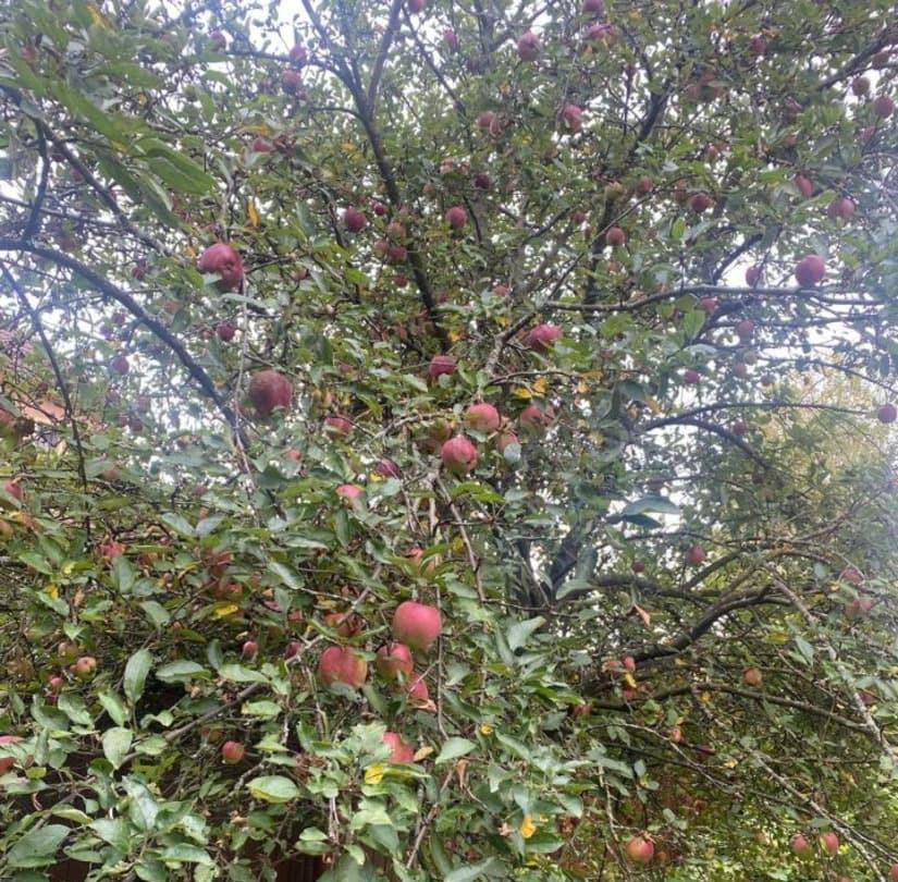 Дом, 204.6 м2, 12 соток, 3 эт. Подольск - изображение 7