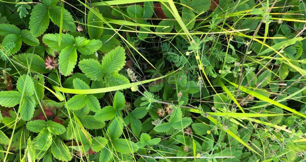 Земельный участок, 20.7 сотки Березовка - изображение 5