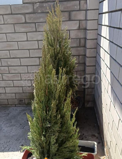 Дом, 42 м2, 1.5 сотки, 1 эт. Барнаул - изображение 5