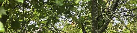 Земельный участок, 7.17 га Архангельск