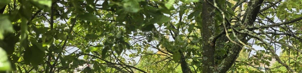 Земельный участок, 7.17 га Архангельск - изображение 6