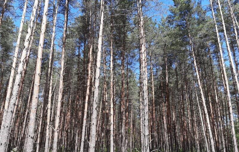 Земельный участок, 9 соток Павловский Посад - изображение 7