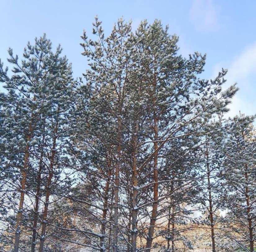 Дом, 45 м2, 16 соток, 1 эт. Свободный - изображение 2