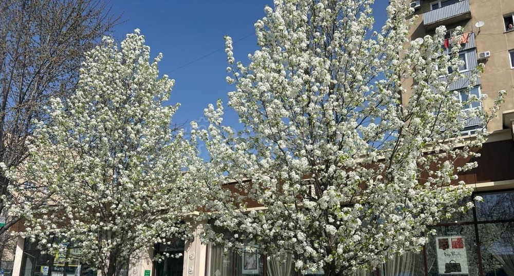 Торговое помещение, 153 м2 Майкоп - изображение 1