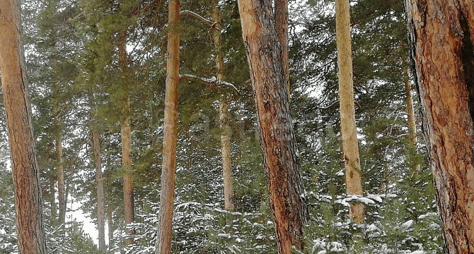Коммерческий участок, 39 соток Барнаул - изображение 5