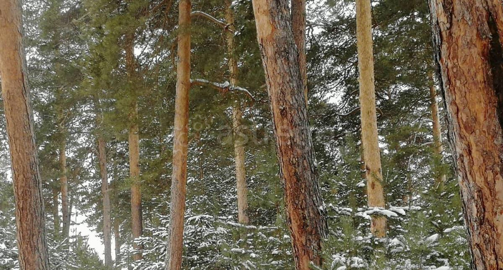 Коммерческий участок, 39 соток Барнаул - изображение 5