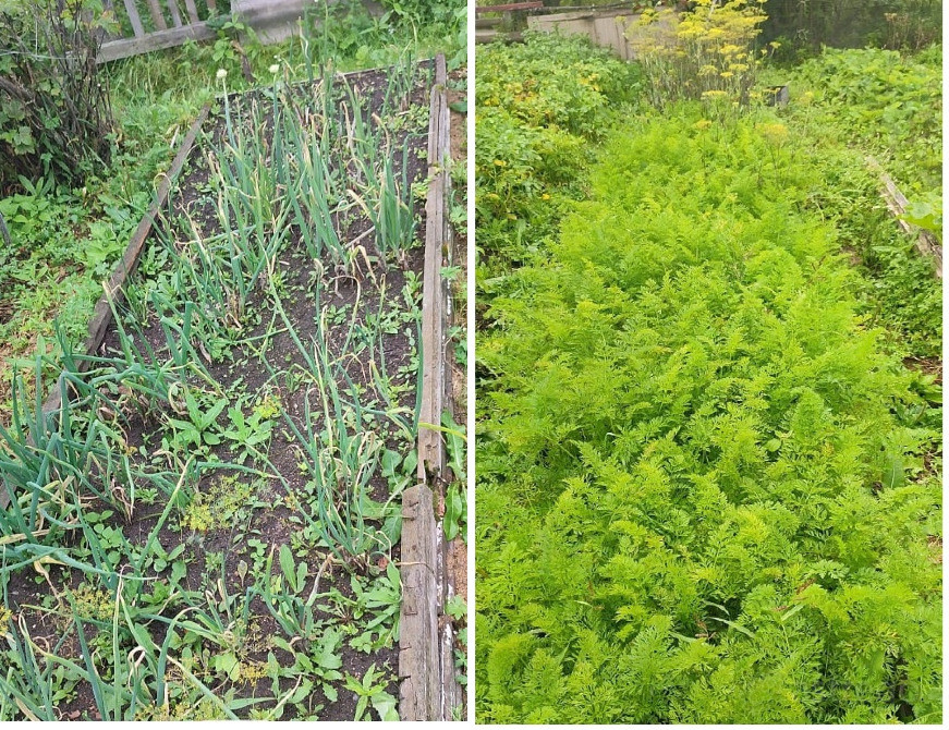 Продам дачу, 30 м2, Садовый Участок 6 сот. Комсомольск-на-Амуре - изображение 7