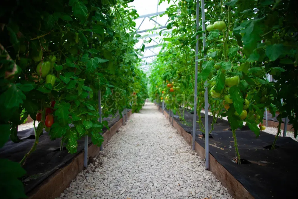 Продаётся Действующая Прибыльная Экоферма и Питомник Растений Тула - изображение 8