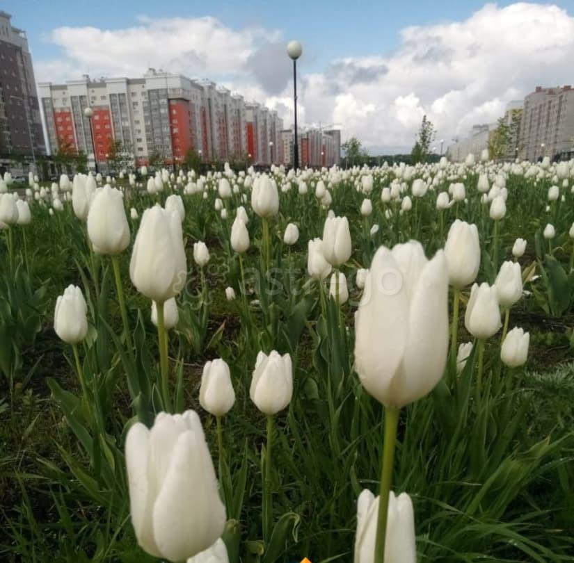 Студия, 27.6 м2, 4/9 эт. Стерлитамак - изображение 1