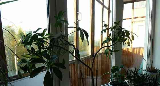 3-комн. квартира, 63 м2, 4/9 эт. Архангельск