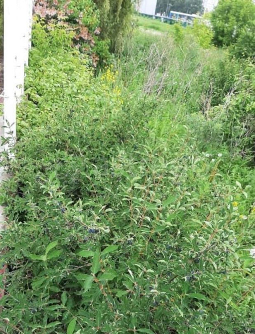 Коттедж, 334 м2, 10 соток, 2 эт. Барнаул - изображение 2