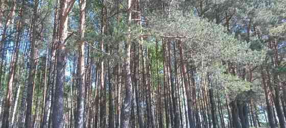 Земля с/х назначения, 8 соток Павловский Посад